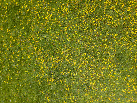 Aerial view of dandelion field. Flowers blooming from above