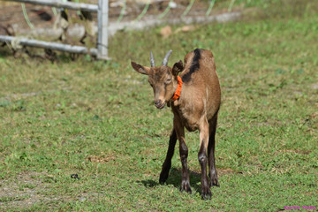 Une chevrette gambade dans la campagne