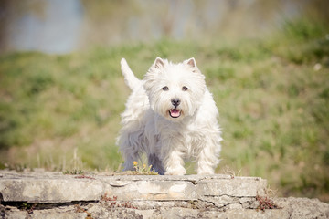 West Highland Terrier im Frühling