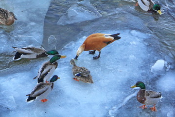 A larger drake grabbed the food thrown by man. The rest of the ducks and drakes are afraid to join the fight for food