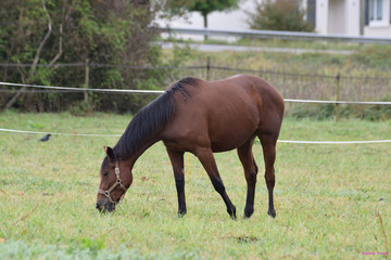 Un cheval brun marron broute dans un champ