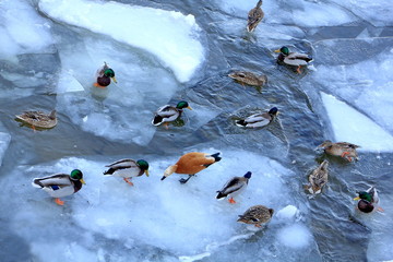 Ducks and drakes are waiting for people to drop food and see if there is any food next to them - obrazy, fototapety, plakaty