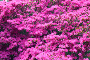 Beautiful pink azalea flower background.