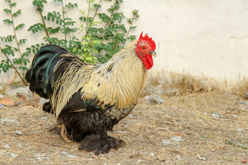 Japan hen or japan bantum in garden