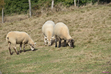 Obraz premium Moutons qui broutent dans une prairie dans le sud-ouest de la France