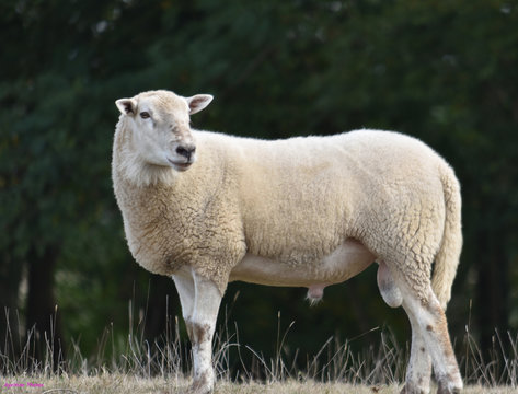 Mouton qui cherche sa brebis dans une prairie du sud-ouest de la Fra,ce