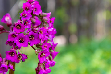 Schulgarten im Frühling