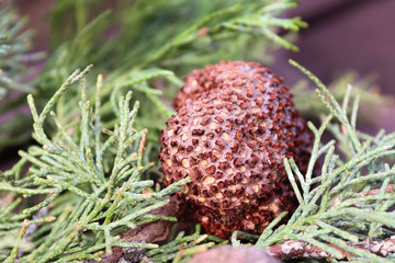 A gall of Juniper Hawthorn Rust on a branch of Juniper