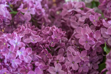 Purple lilac flowers spring blossom background .Gentle and aromatic purple lilac.