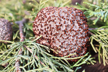 Closeup of Juniper Hawthorn Rust on Cedar