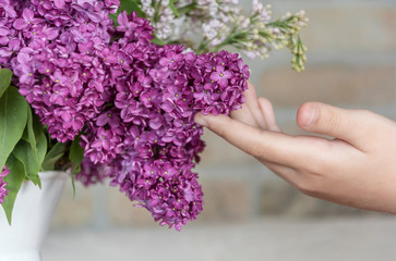 A tender and aromatic purple lilac touched by a tender child's hand