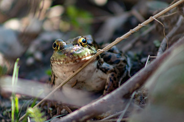 Obraz premium Northern Leopard Frog Lithobates pipiens in a pond