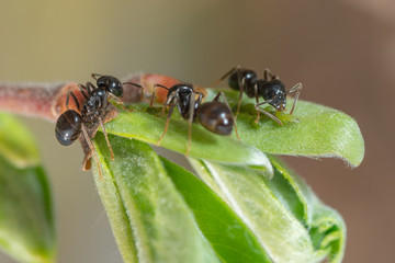 The symbiosis of ants and aphids. Ants herd aphids on young leaves of trees.
