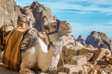 beautiful camels of Sinai 