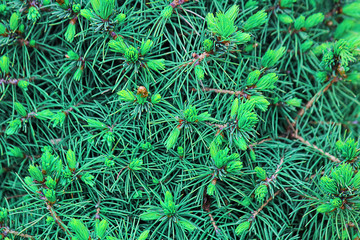 Branches of a Christmas tree or fir, fluffy branches, layout, texture. The concept of the New Year, Christmas. Background for Christmas or New Year cards. Selective focus, top view, toned.