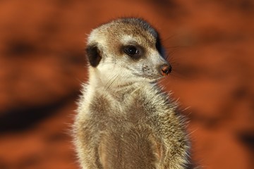 Erdmännchen Portrait (suricata suricatta) in der Kalahari (Namibia)