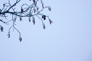 Spring in forest with alder tree buds and branches on bright blue sky background.