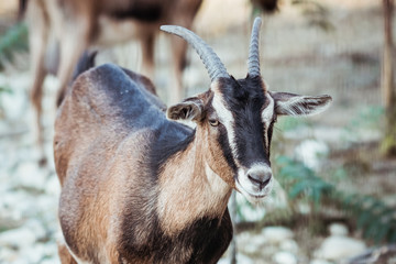 Petite chèvre marron dans une ferme