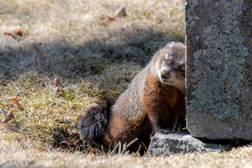 A small groundhog rubbing against a grave stone in a cemetery after emerging from his hole under the tombstone..