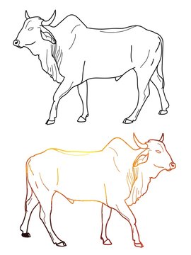 Zebu cow Contour, freehand drawing. Stains of watercolor paint. African animals, India.
