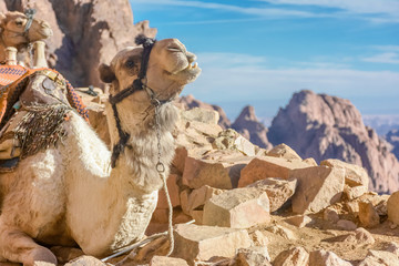 beautiful camels of Sinai 