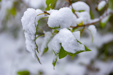 snow on green leaves