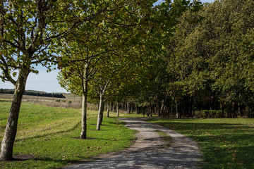 camino de arboles soleado verde vivo