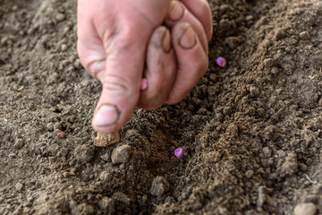 Hand planting peas in soil