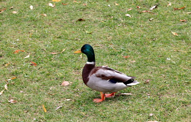 Drake in amazement stopped seeing something strange while walking