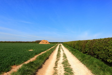 Fototapeta na wymiar English landscape with limestone farm track hedgerows and manure heap in springtime on the Yorkshire wolds