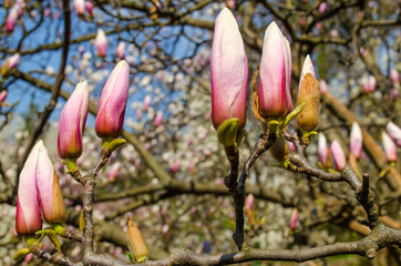 Bright purple blooming unrevealed magnolias