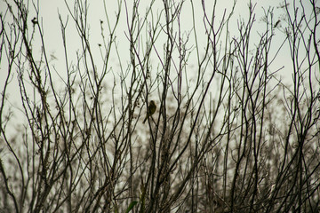 pajaro negro amarillo 