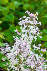 Blossoming Syringa lilac bush, natural scene