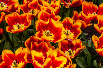 Obraz na płótnie Canvas Beautiful orange, red tulips in sunny weather in Holland