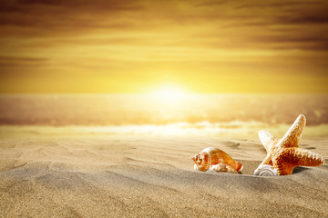 Fototapeta na wymiar Summer photo of shell on hot sand and beach landscape 