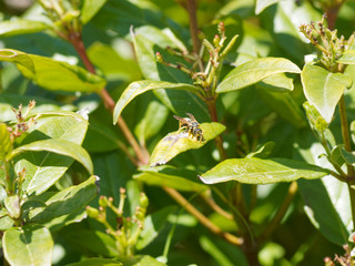 Guêpe poliste 'Polistes dominula'