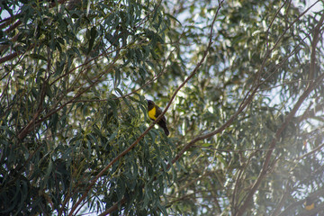 pajaro negro amarillo 