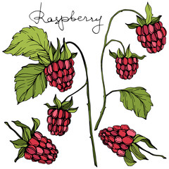 Vector Raspberry healthy food isolated. Red and green engraved ink art. Isolated berries illustration element.