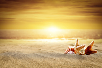 Summer photo of shell on hot sand and beach landscape 