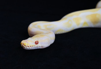 Amelanistic ball python snake