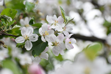 Spring background, apple flowers. Apple tree in full blossom