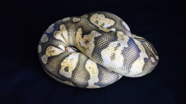 Ball python snake