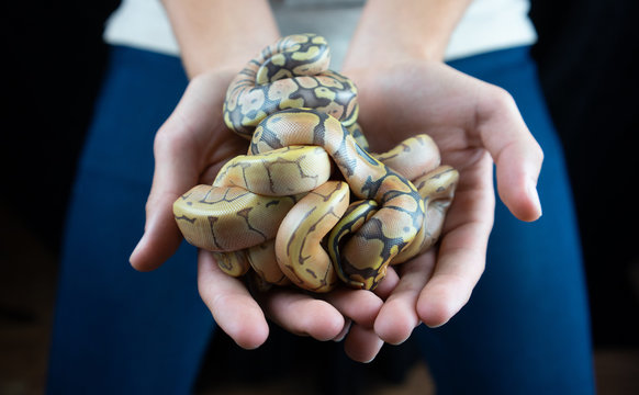 Holding baby ball python snakes