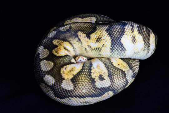 Ball python