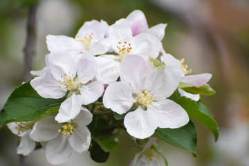 Naklejka na ściany i meble Spring background, apple flowers. Apple tree in full blossom