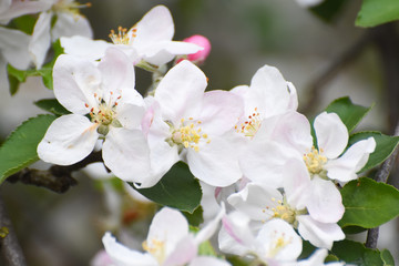 Obraz na płótnie Canvas Spring background, apple flowers. Apple tree in full blossom