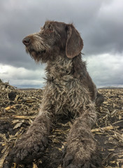 Hunting dog Drathaar on a spring hunt peering into the sky in search of a goose