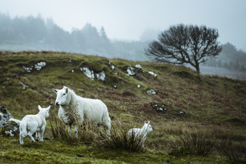 sheeps in the vastness of Scotland