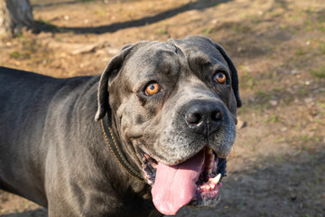 Four-year dog breed Cane Corso. Closeup portrait of a dog.