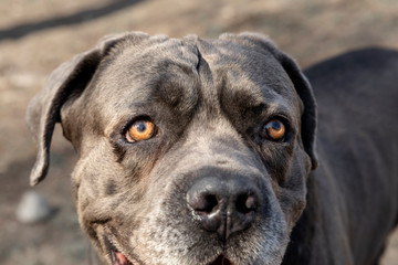 Obraz premium Four-year dog breed Cane Corso. Closeup portrait of a dog.
